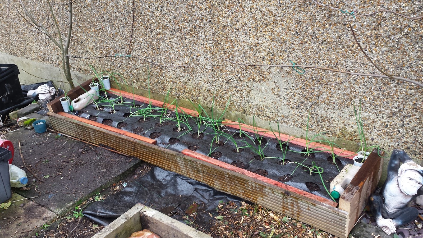 Alans Allotment Catawissa Onion Bed Finished