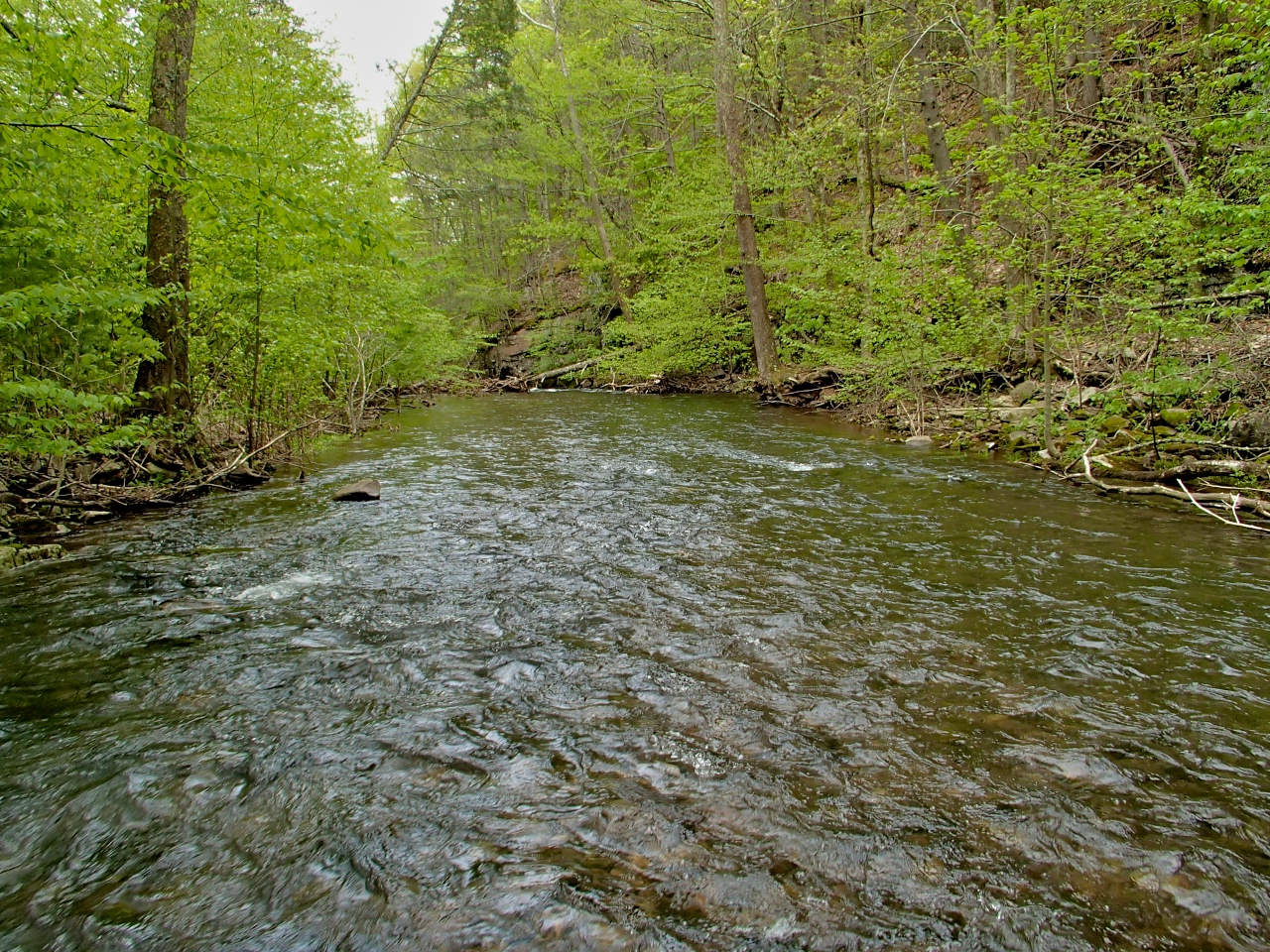 Sweet and Salt Skidmore Fork, Washington National Forest, VA