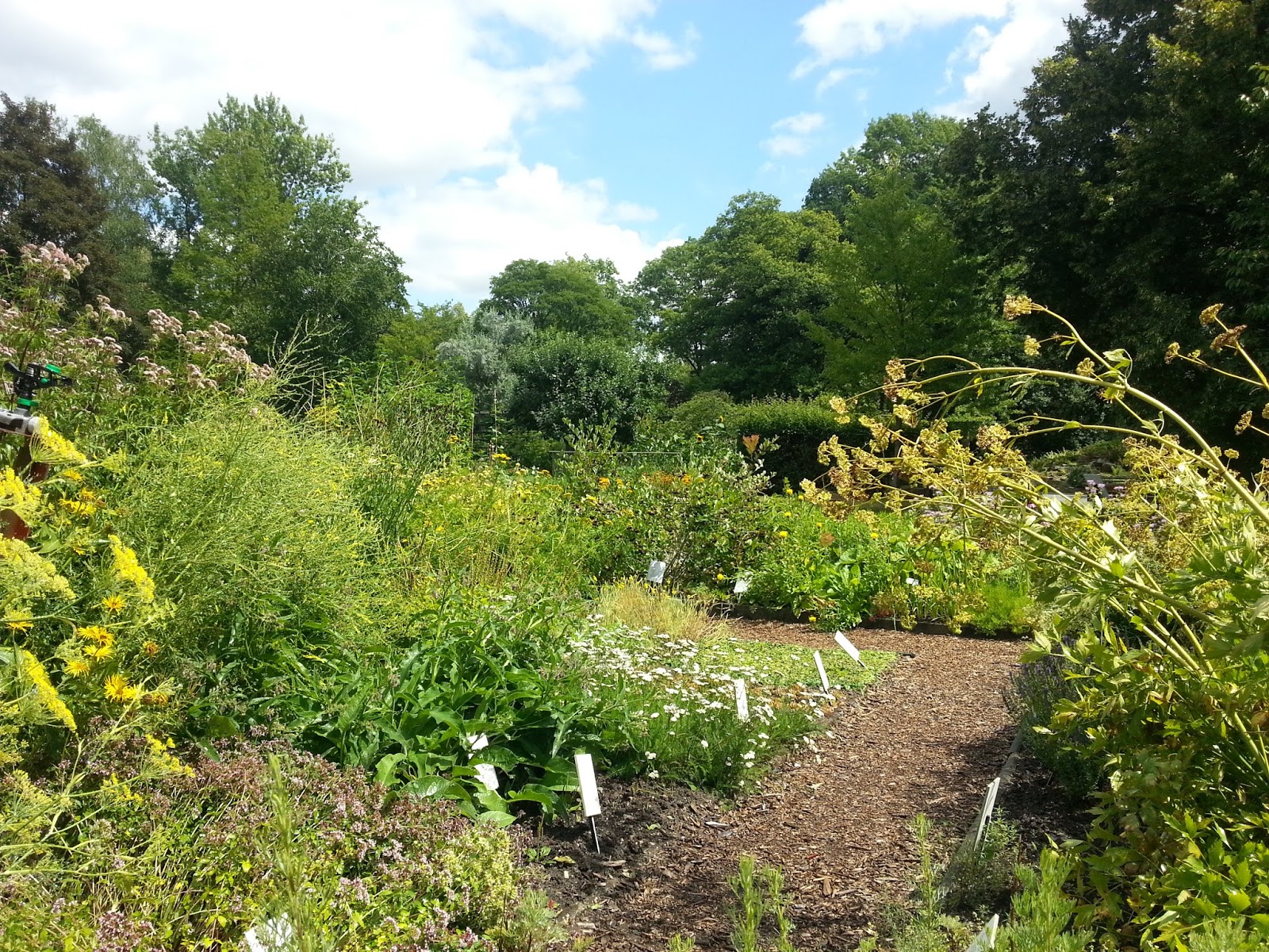 Chemnitz City Event Spotlight Kräuterwanderung im Botanischen Garten