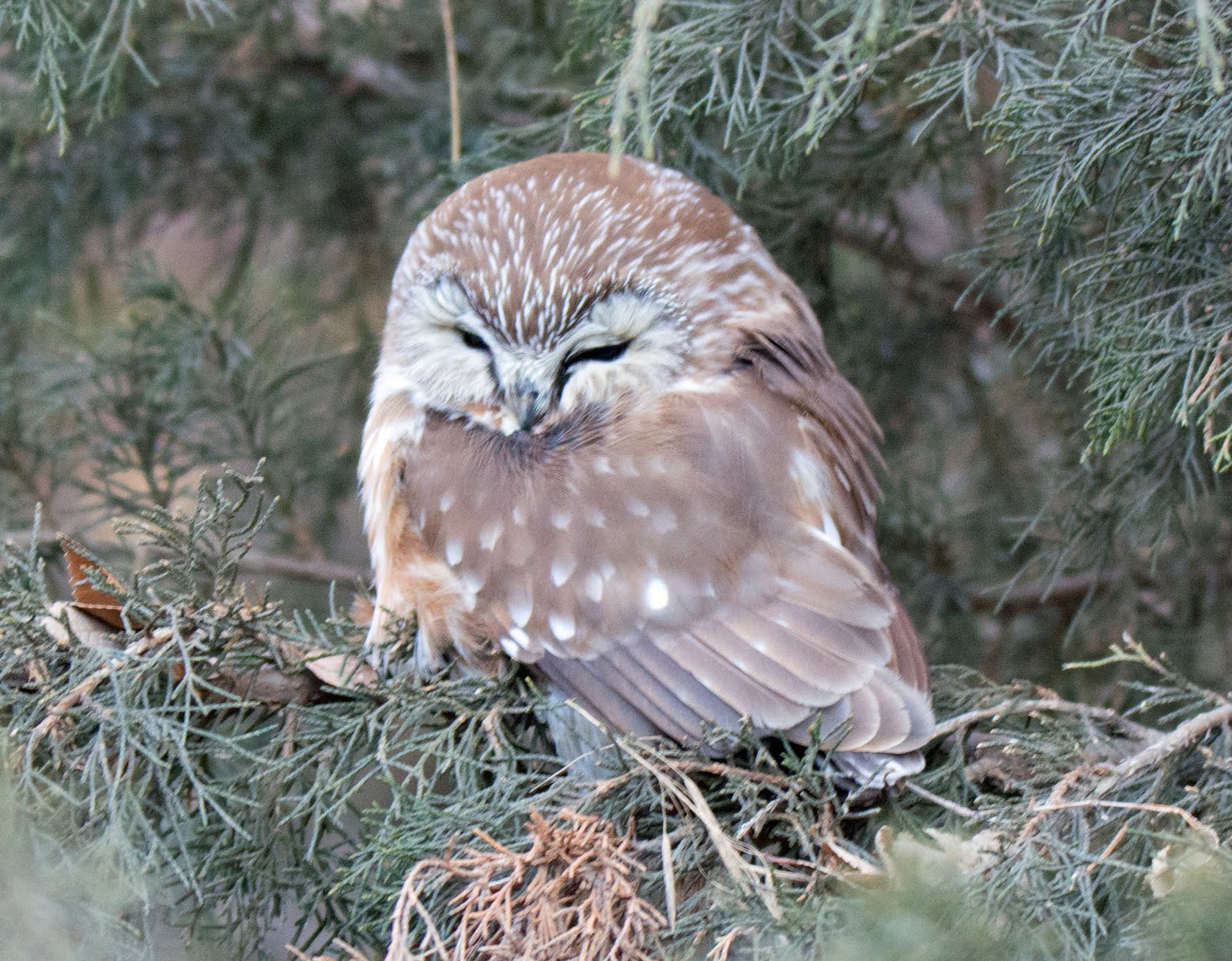 My Lifer Northern saw-whet owl