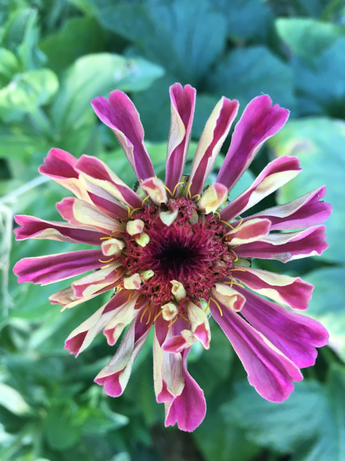 Send us your garden events
