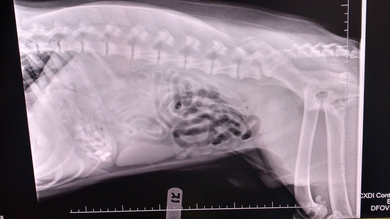 A Vet's Guide To Life Waiting On Surgery Is Sometimes The Best Option