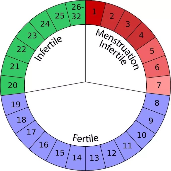 MENSTRUAL CYCLE AND PREGNANCY 