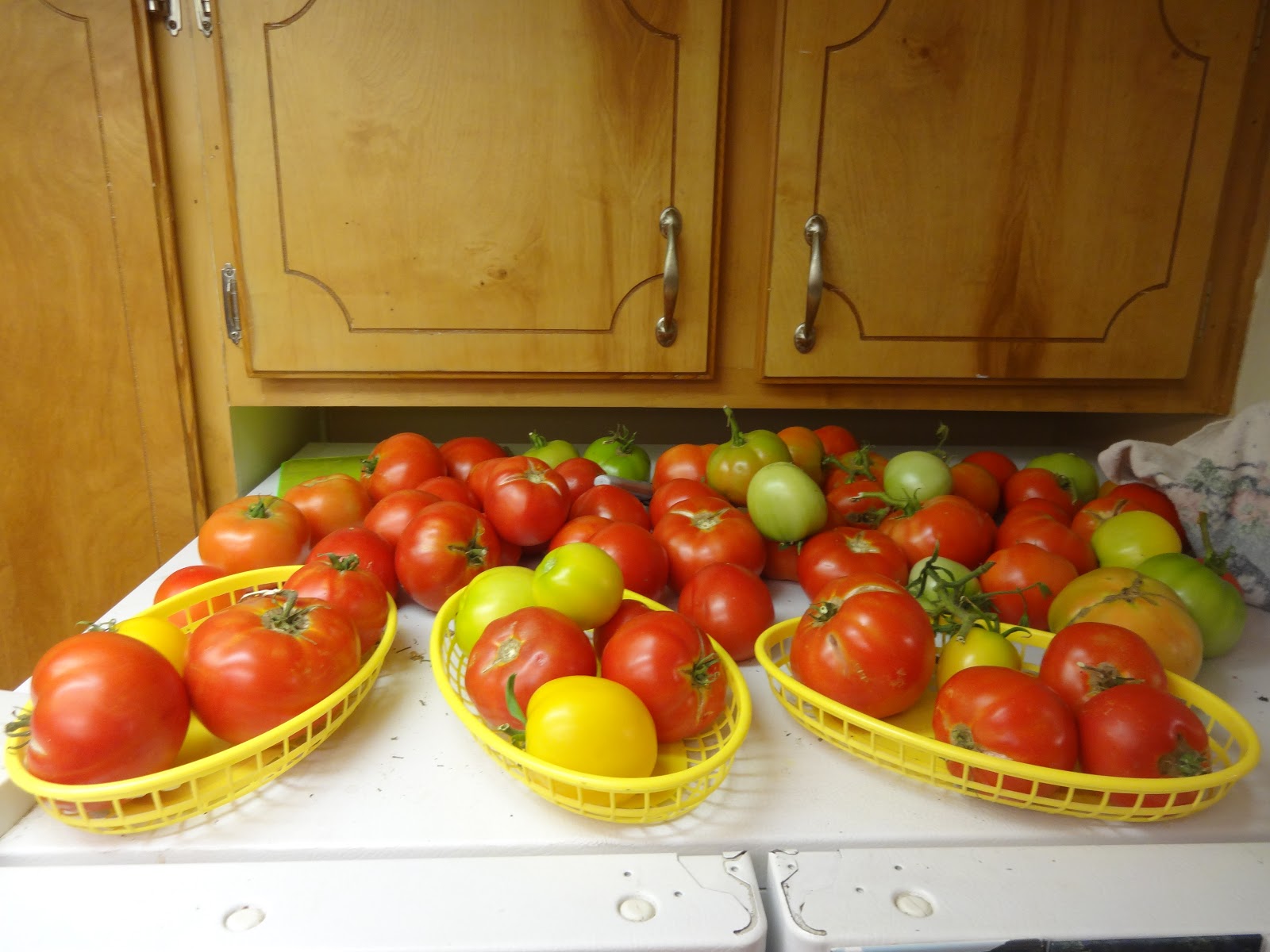 The Scientific Gardener Fridge Tomatoes