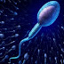 Sperm boost with healthy food to be fertile and thick