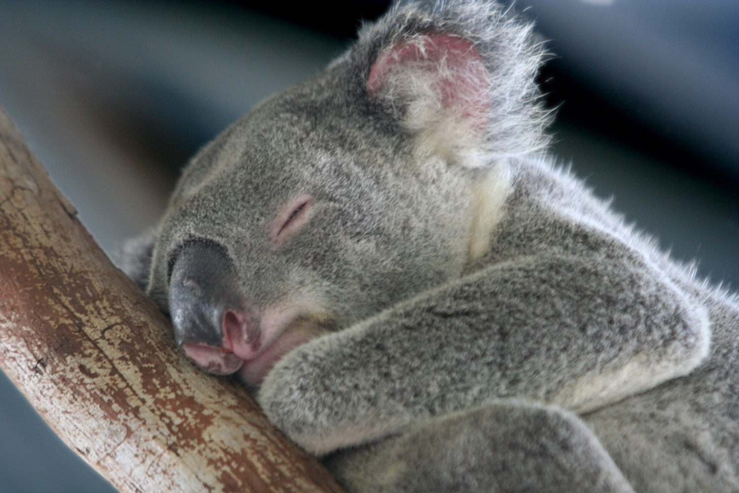 Сколько спят коалы. Коалы обнимаются. Спящие коалы в отличном качестве. Спокойной ночи коала картинки.