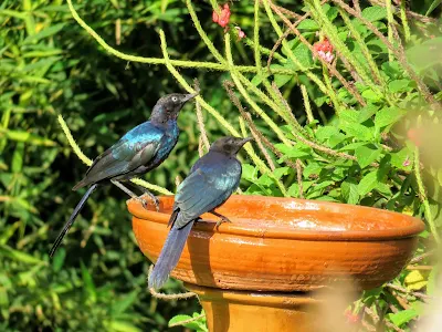 Uganda Garden birds: Rüppell's Long-Tailed Starling spotted in Entebbe