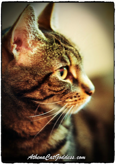 Tabby Cat Profile