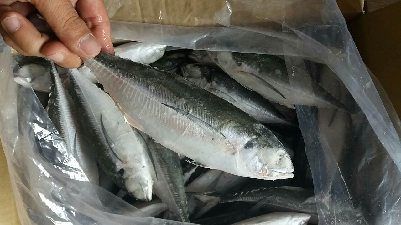 Horse Mackerel Price Information and Guides Horse Mackerel Fish, Horse Mackerel Frozen,Horse