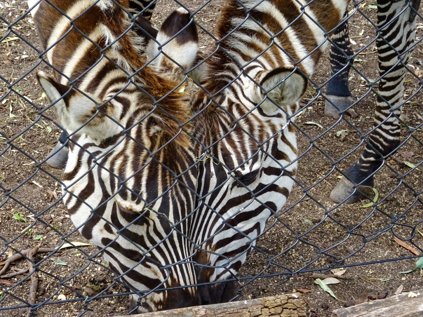 Stu the Zoo Darling Downs Zoo Review