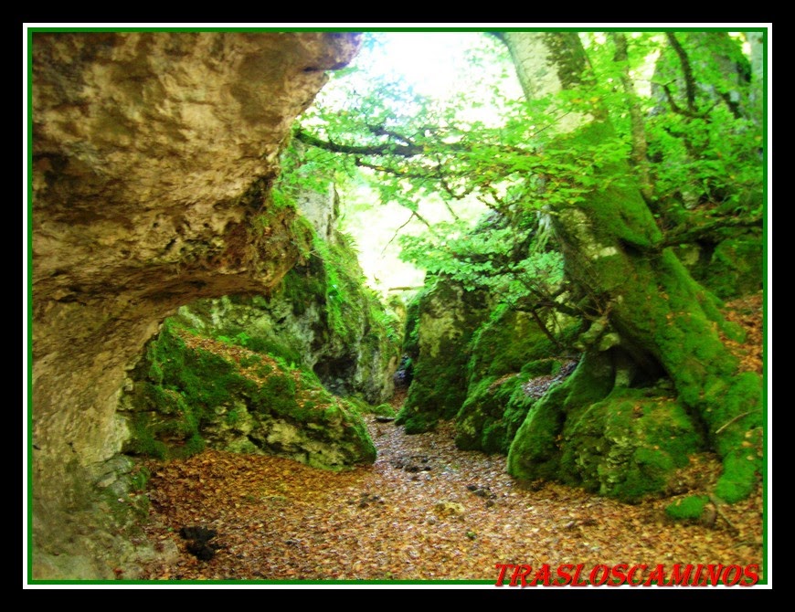 Tras los caminos El bosque encantado de Artea y la cueva de los cristinos