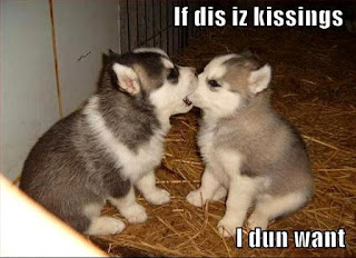 I this is kissing I dont want hunde küssen sich huskies