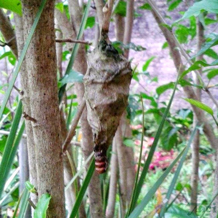 Insetologia Identificação de insetos Bicho do Cesto em Santa Catarina Insetologia Identificação de insetos Bicho do Cesto em Santa Catarina