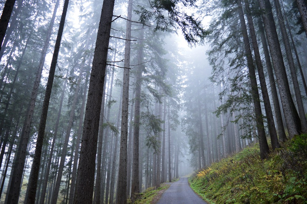 Scoprire la foresta dei violini e il Bosco che Suona in Val di Fiemme