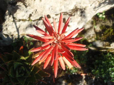 aloe