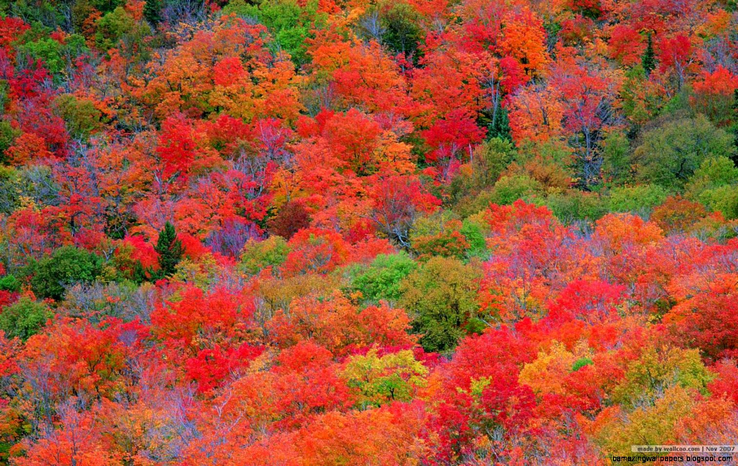 Fall Colors Hd Wallpaper Amazing Wallpapers