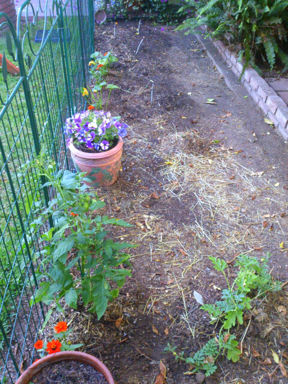 Sunny Simple Life Life in the Chicken Run Garden
