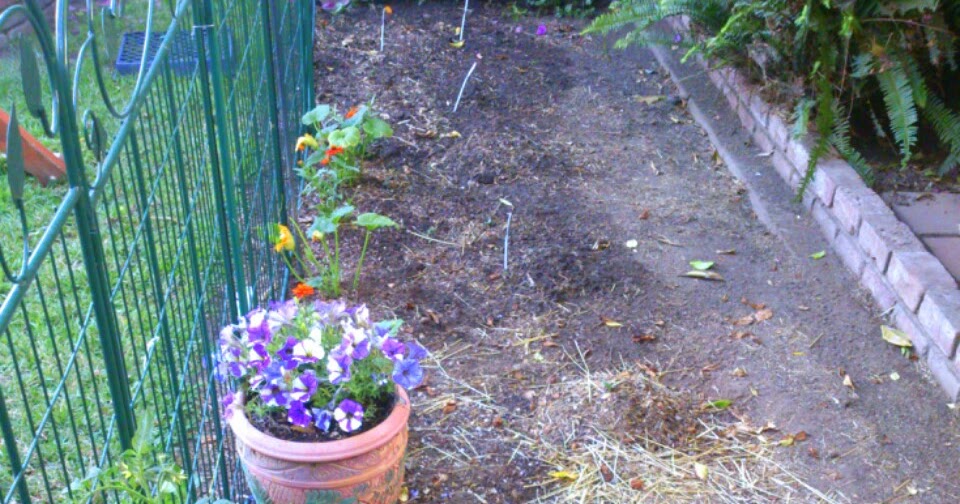Sunny Simple Life Life in the Chicken Run Garden