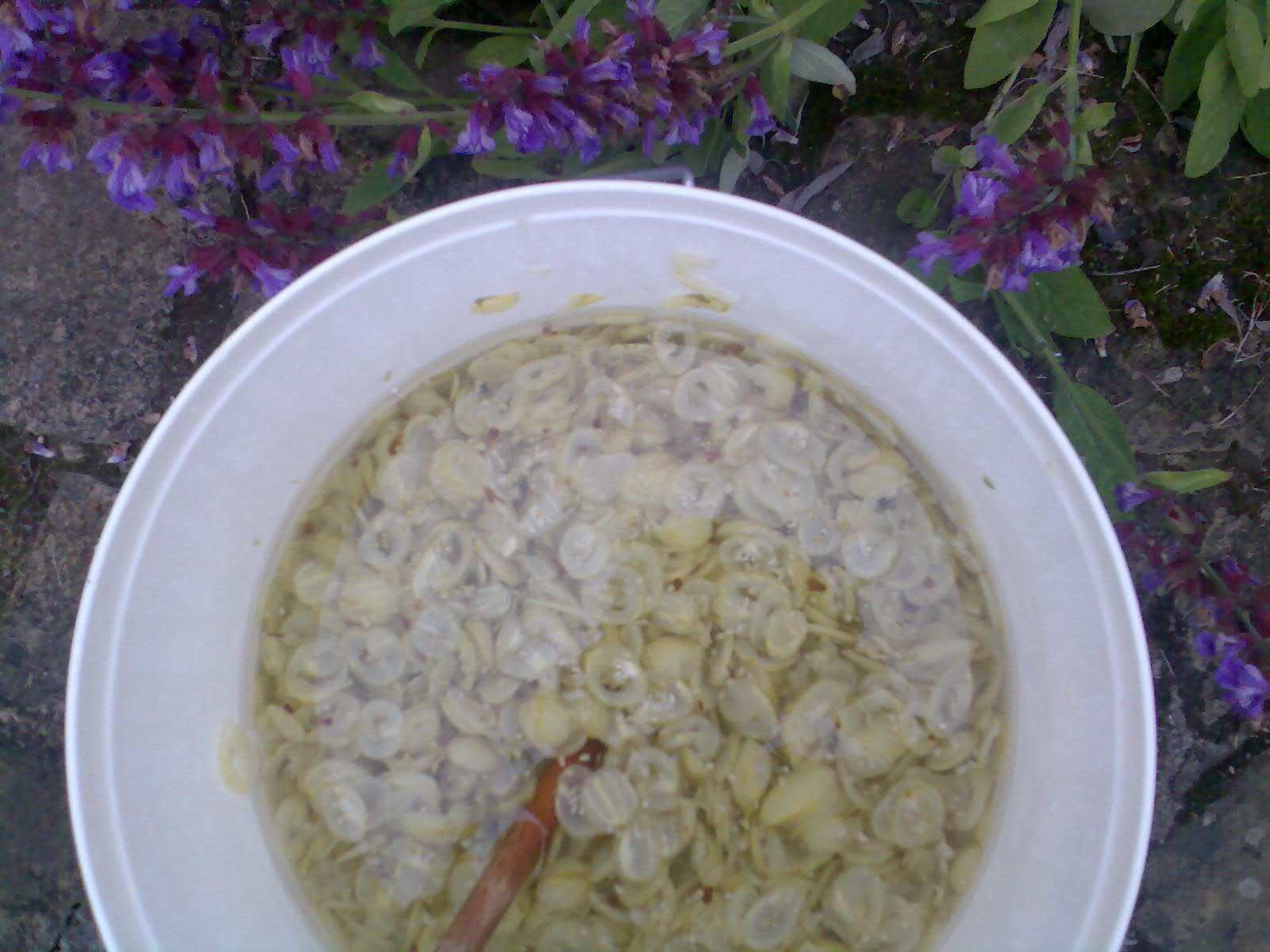 Ben's Adventures in Wine Making Gooseberry Wine 2013 The Making Of