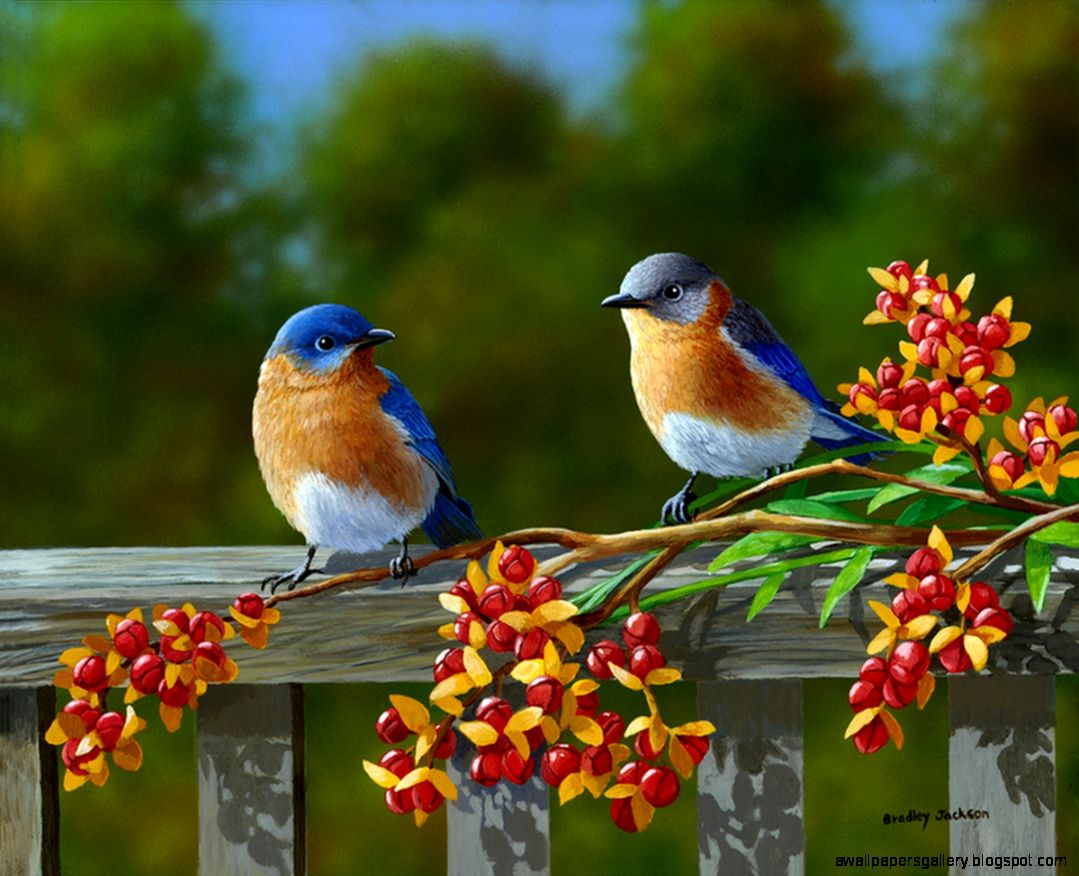 Spring Flowers And Birds Wallpapers Gallery