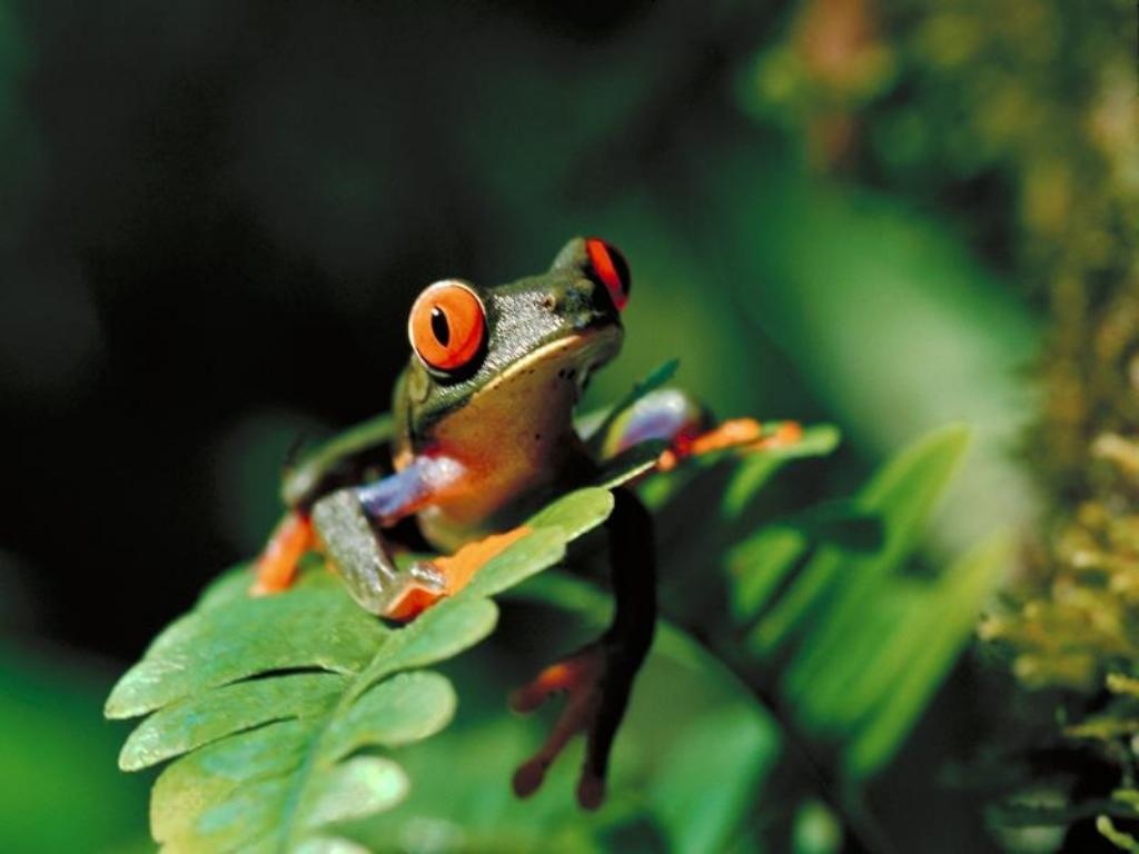 the cuban tree frog is the largest of the four tree frog species ans ...