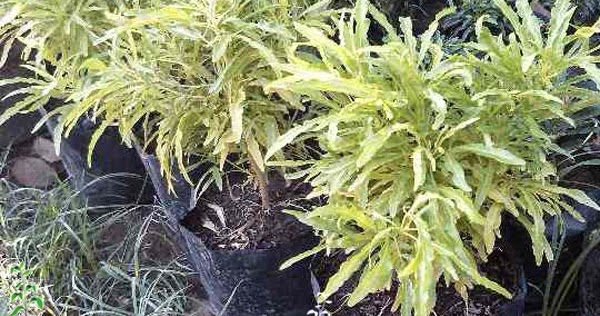 Nama Latin Bunga Hias Brokoli Kuning / Adalah salah satu tanaman hias