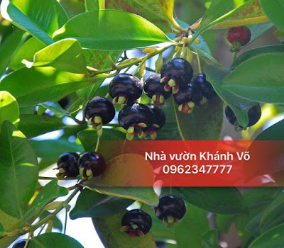 vì sao cherry brazil được nhiều người ưa trồng M%25E1%25BB%259Bi%2B27