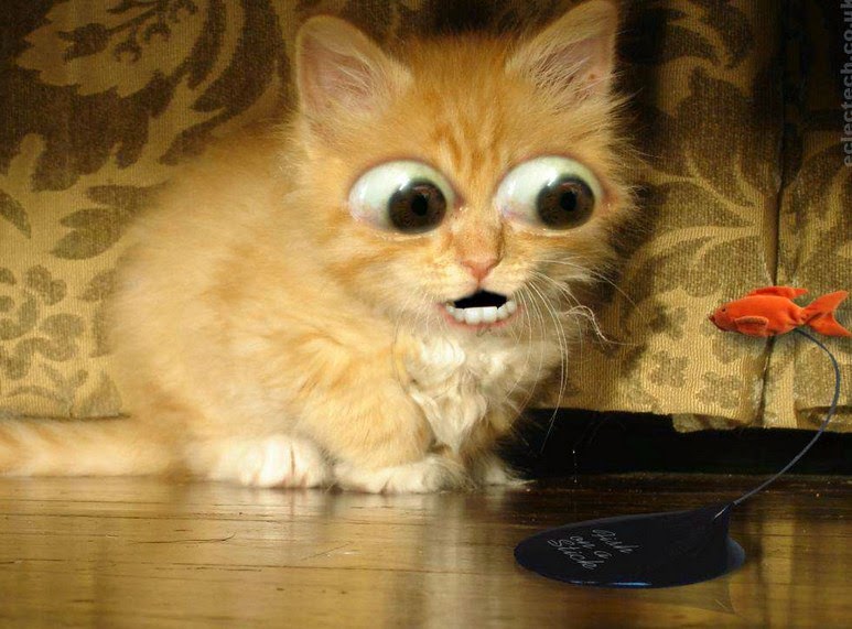 20+ Gambar Lucu Kucing Ulang Tahun, Koleksi Kekinian!