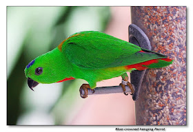blue crown hanging parrot male