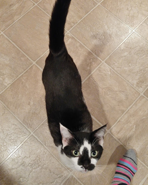 My Cat, Fiona asking for my food, but I resist!