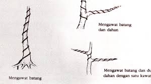 Teknik Melilit Kawat Pada Batang Tanaman Bonsai
