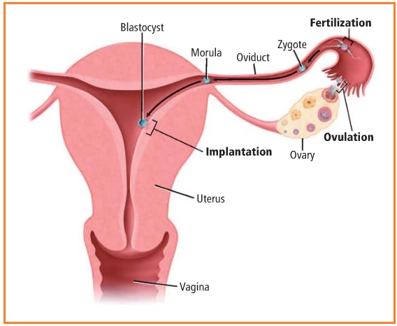 Peristiwa menempelnya embrio di dinding rahim disebut