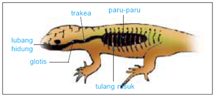 Pernapasan Pada  Hewan  Tematik Kelas 5