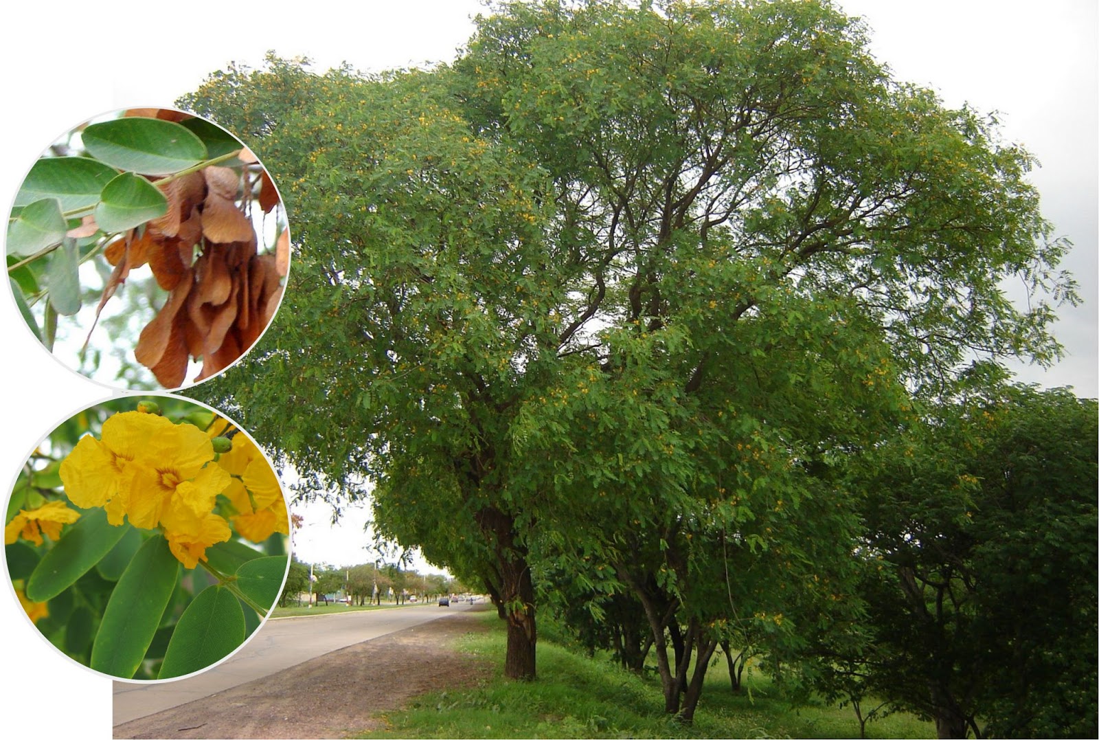 v e r d e c h a c o: abril 2008