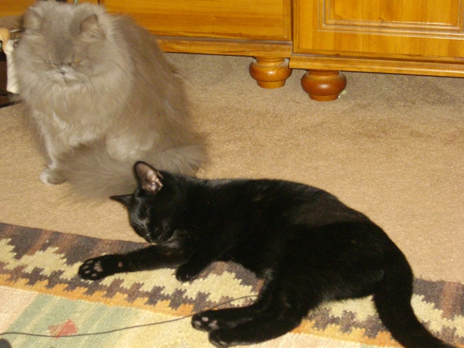 Llys Nini Cats Success Stories: Florence now called Phoebe