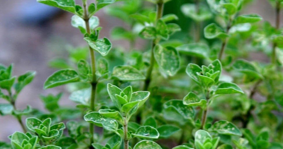 Remedios naturales y caseros: Orégano: Beneficios para la salud ...