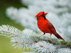 cardinal bird usa birds flying lovely