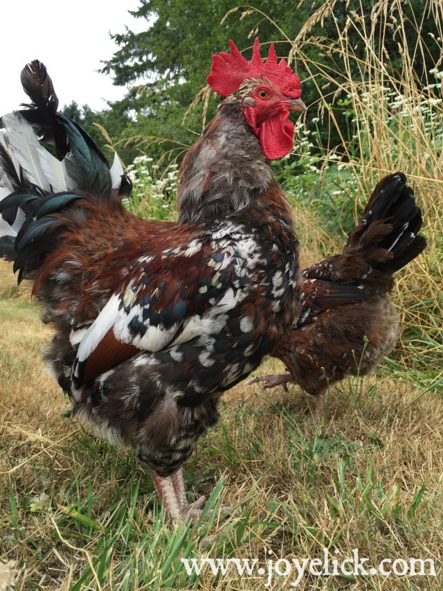 How to train a rooster to be nice (or at least to stop attacking you). Farm Girl Inspirations
