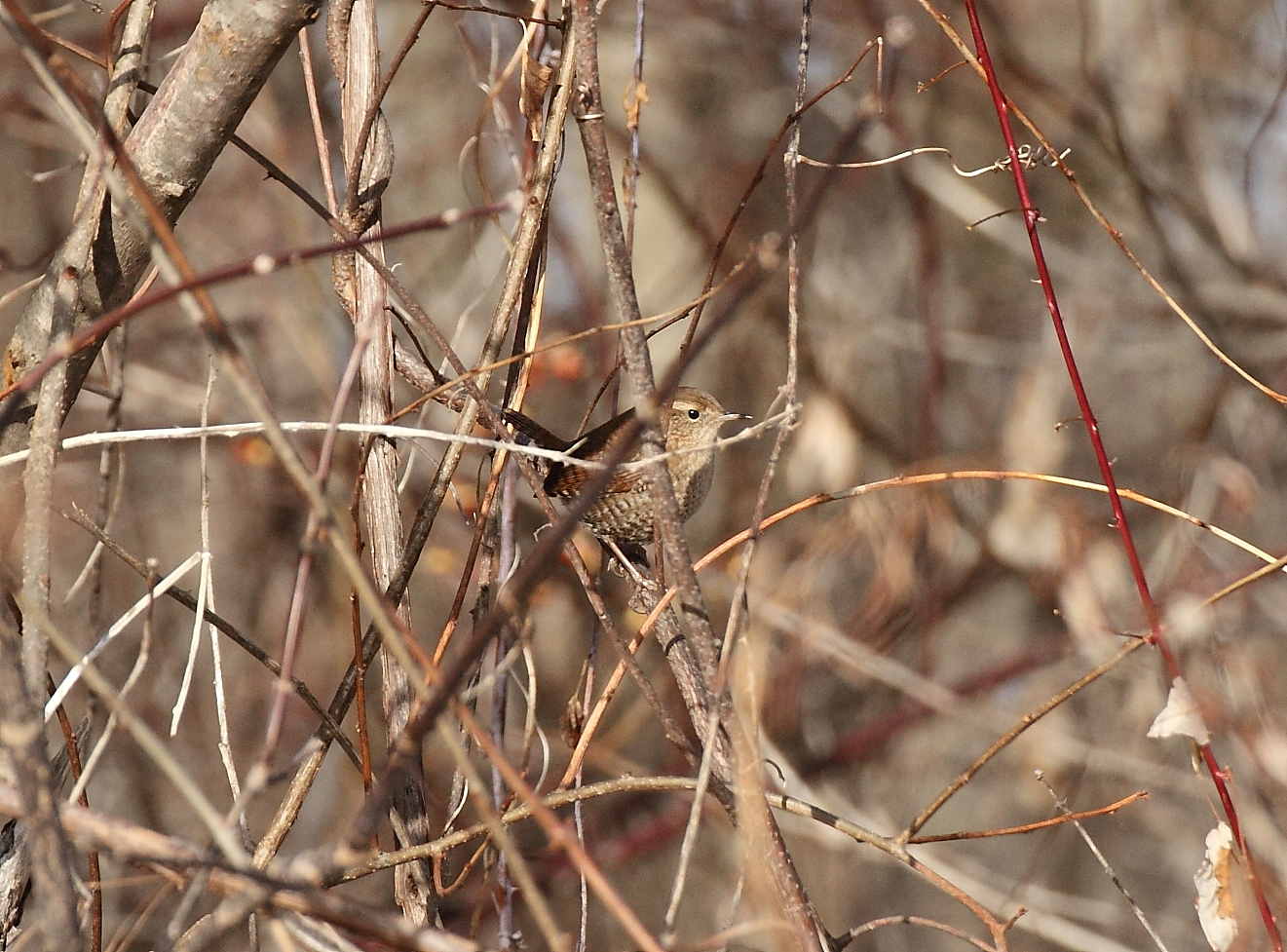 Pioneer Birding Ma Northampton Cbc Sector 8 Hadley