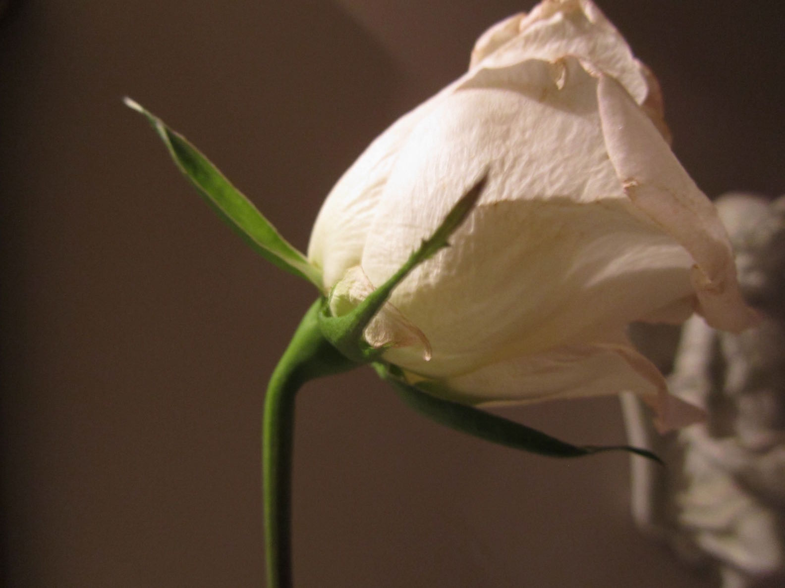 creative savv Salvaging Droopy Roses in a Bouquet Using Straight Pins
