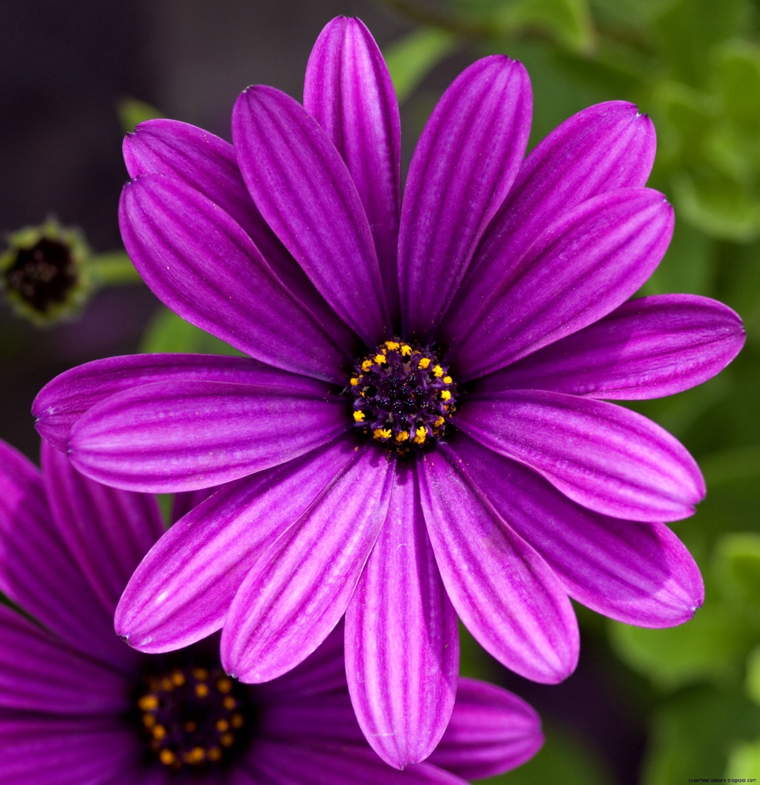 Purple Flowers