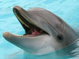 Dolphins fun facts Dolphins fun facts animal lovers