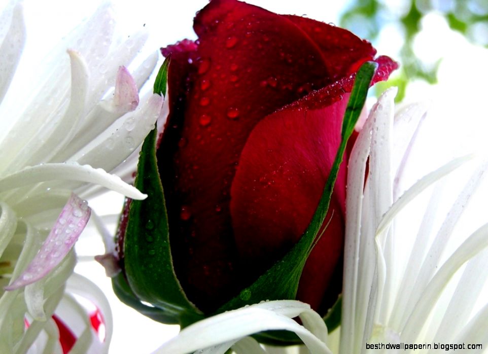 Category Flower Wallpapers Page 5