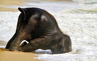 Αποτέλεσμα εικόνας για ερεβοκτονοσ ελεφαντασ