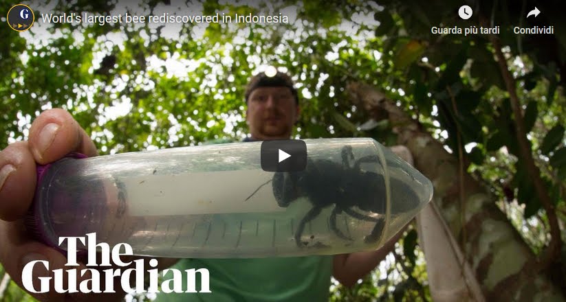 VIDEO Scoperta l'ape più grande del mondo, credevano fosse specie estinta.