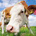Vaca chega perto para dar 'encarada curiosa' em fotógrafo na Alemanha