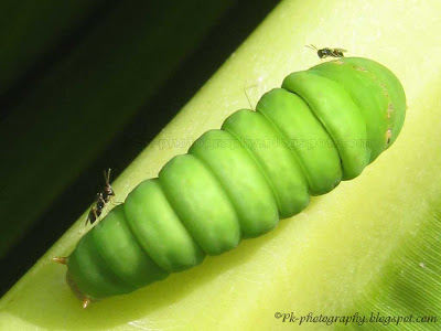Parasitic Wasp-Pteromalus Puparum