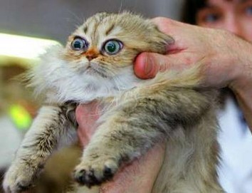 cute_pics-funny_pictures_of_animals-6051_3026_wide-eyed-cat.jpg