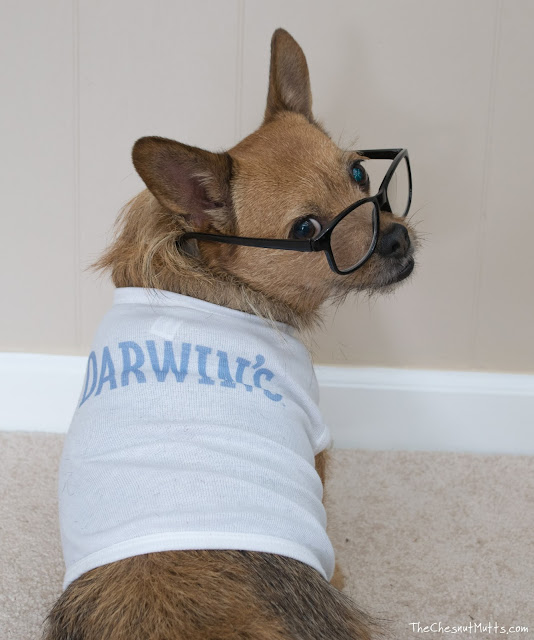 Darwin's Natural Products for Pets