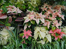 Pink cream poinsettias Allan Gardens Conservatory Christmas Flower Show 2014 by garden muses-not another Toronto gardening blog